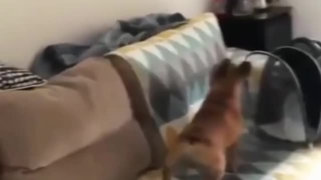 Dog vs Cat - Where Did It Go?