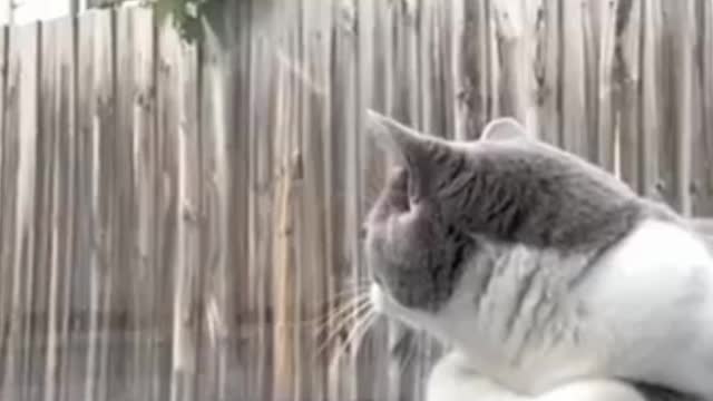 Lovely animals Try Not To Laugh or Grin While Watching Funny Animals Compilation cats