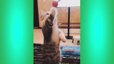 Try Not To Laugh Cats Cute Reactions - Funny Cat Videos #88