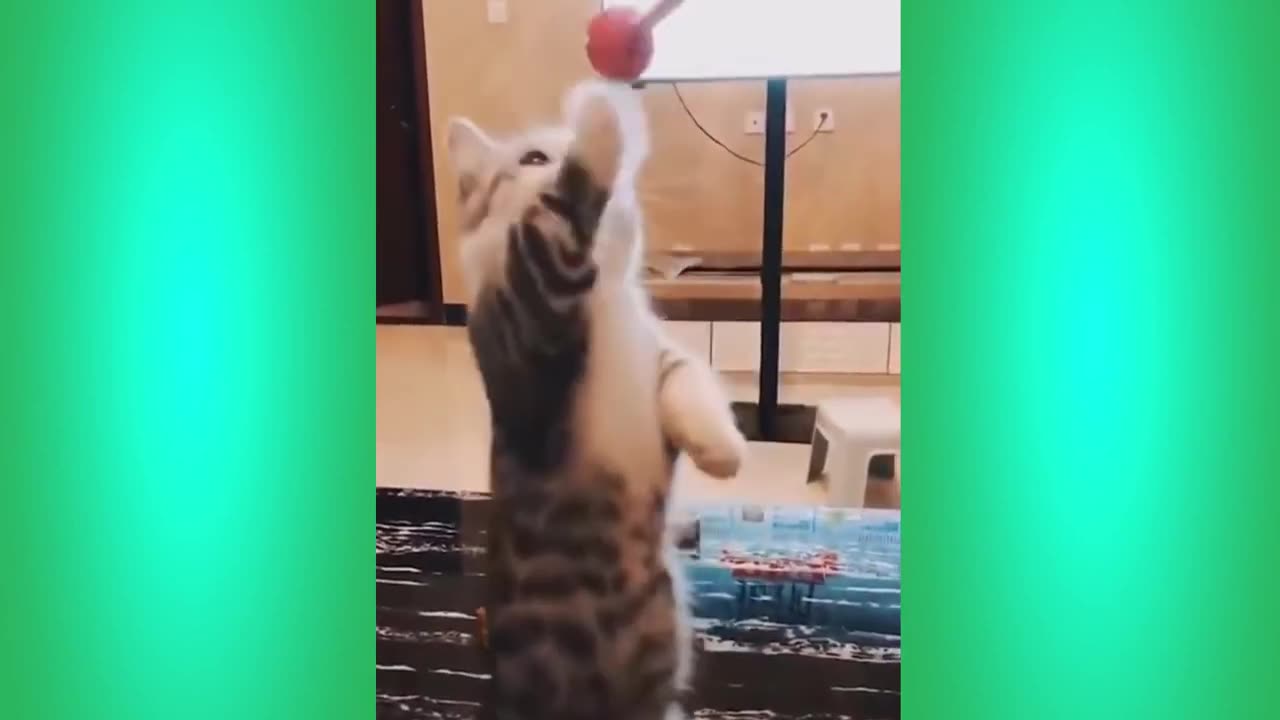 Try Not To Laugh Cats Cute Reactions - Funny Cat Videos #88
