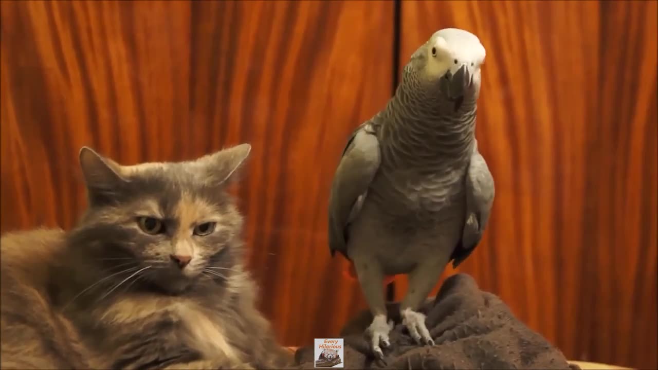 Cute & Hilarious Animals #1