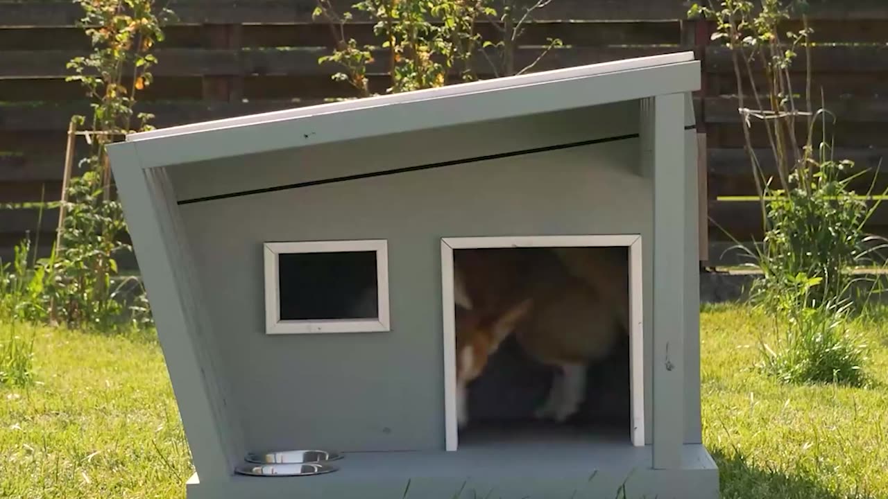 Let's Help Pets