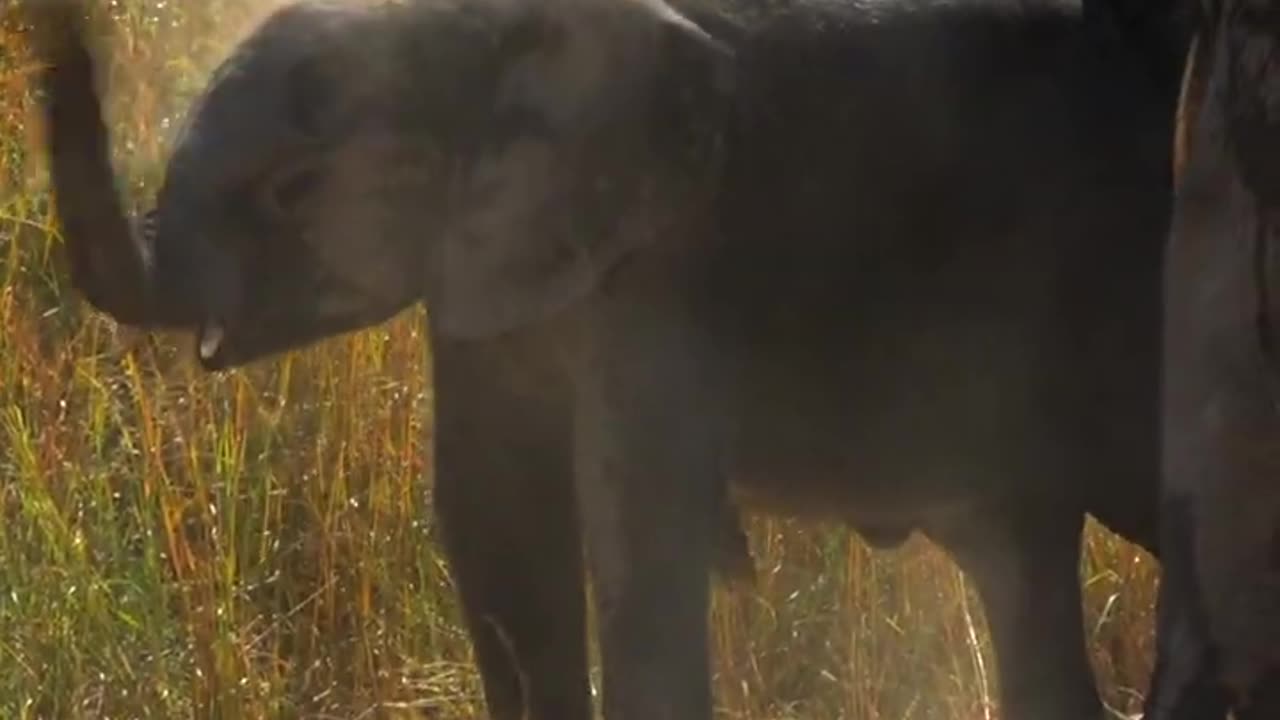 Elephants Conducting Dusting Routine To Cool Off