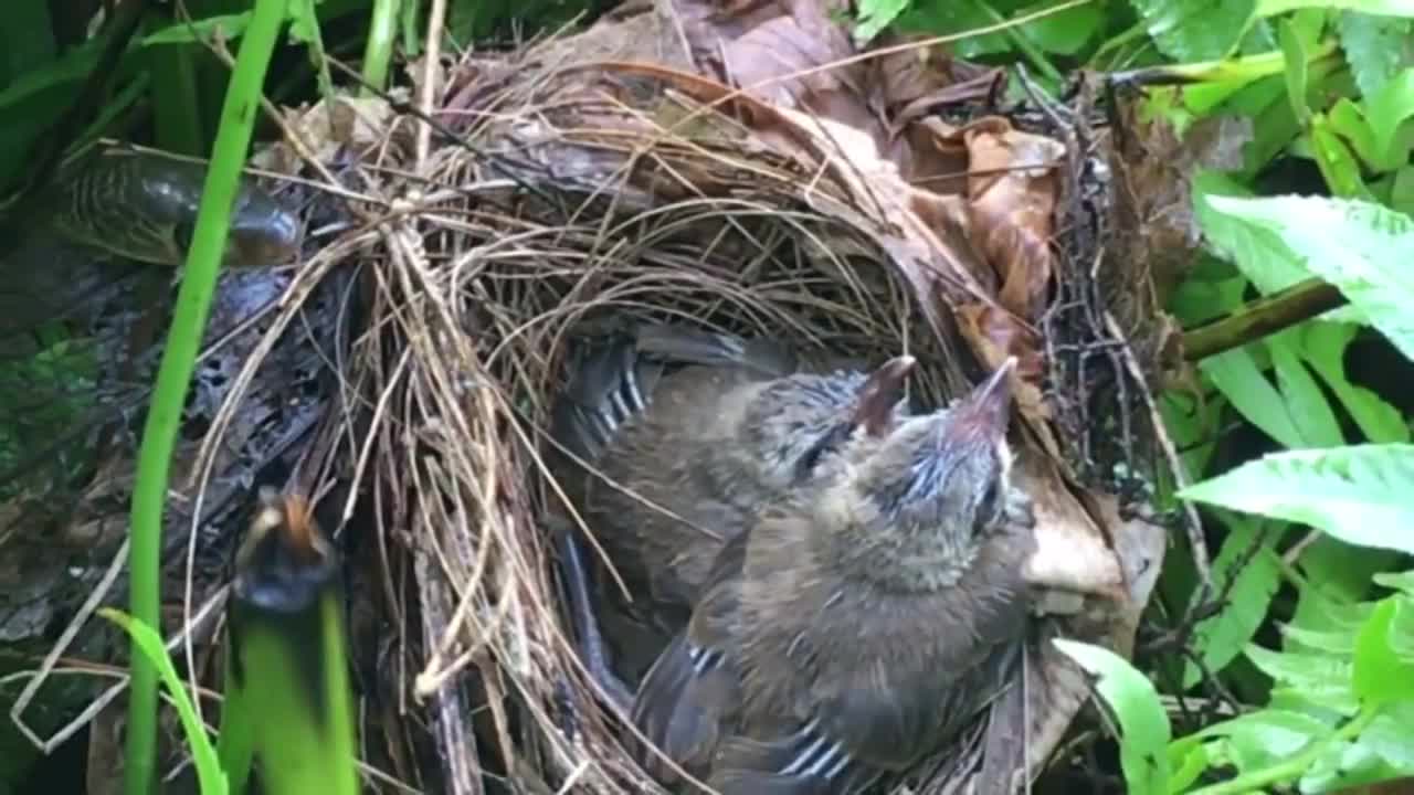 Mother Bird Attacks Snake Back After It Comes To Bite Babies! (5) – Bulbul Bird Watching