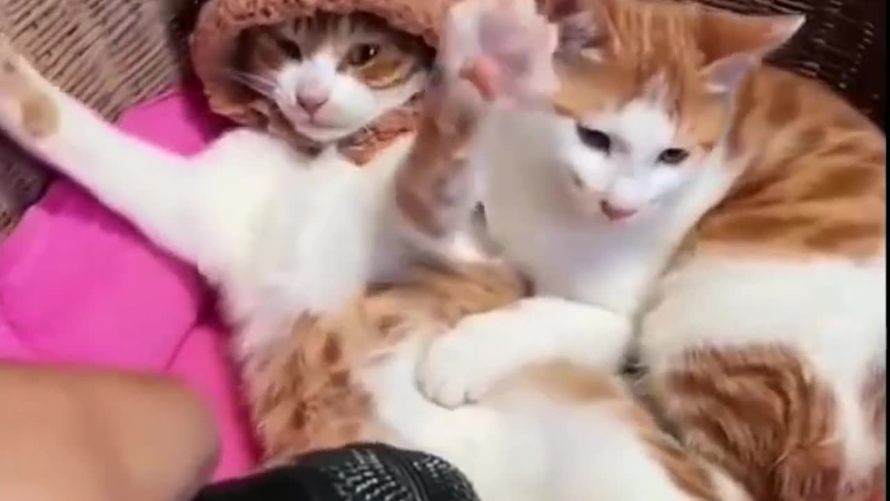 Funny cat video short # 13