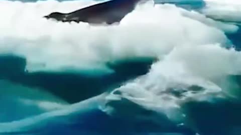 kings of the seas