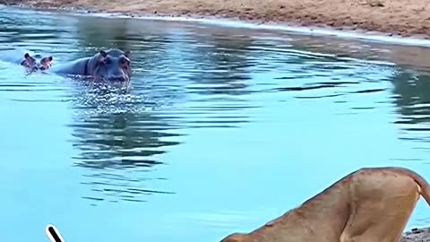 Lion Drink Water
