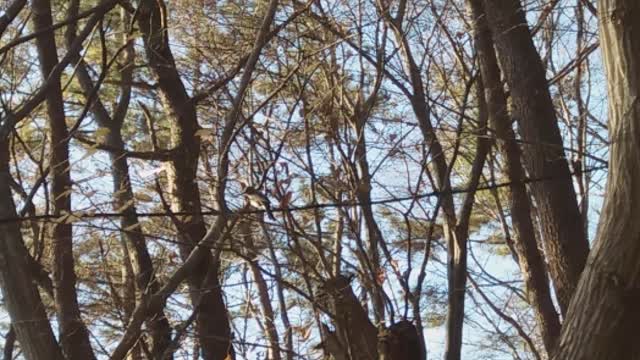 The brown-eared bulbul and the Crissal thrasher