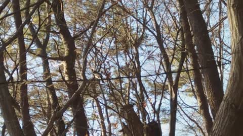 The brown-eared bulbul and the Crissal thrasher