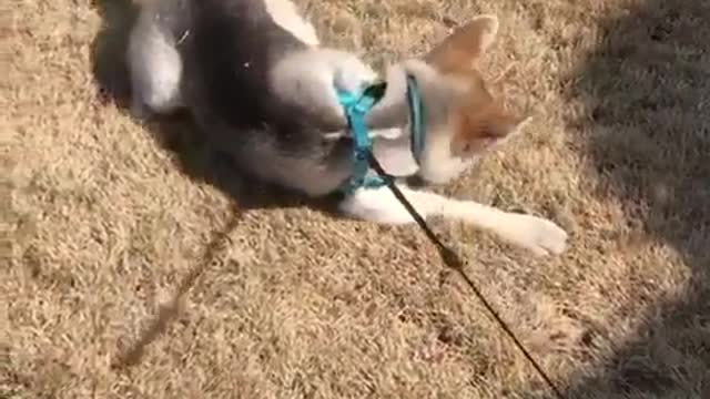 Funny Husky