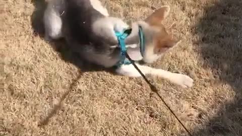 Funny Husky