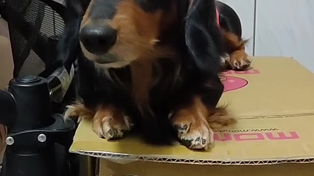 狗嚇狗嚇死狗狗