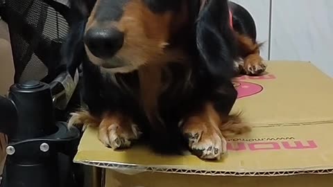 狗嚇狗嚇死狗狗