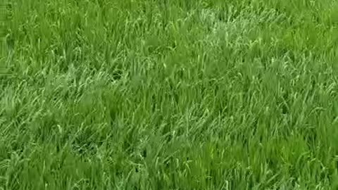 a wave of grass