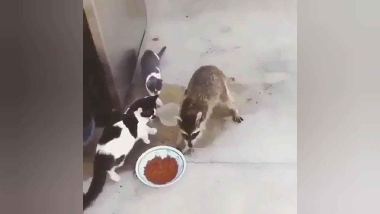 Racoon stealing food from cats😂