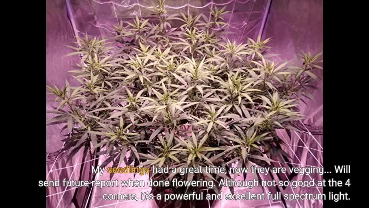 Phlizon COB Series 2000W LED Plant #GrowLight with-Overview