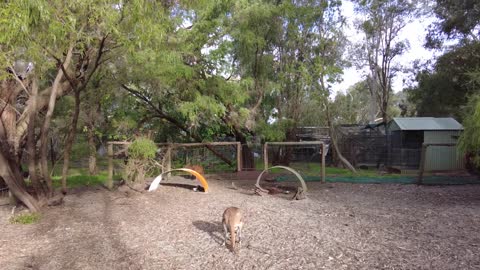 An Afternoon in the Swan Valley