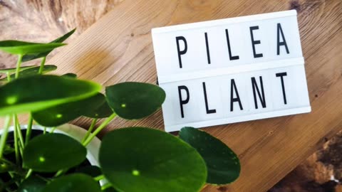 I make you laugh SUB ME