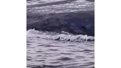-giant whale #shorts-(1080p)