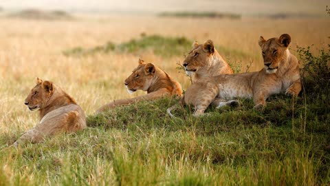 "The Mighty Roar: Exploring the World of Lions"