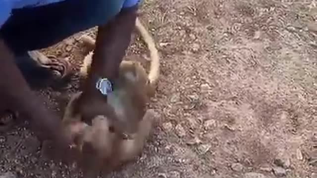 A taxi driver in India managed to resuscitate a monkey attacked by dogs by performing CPR