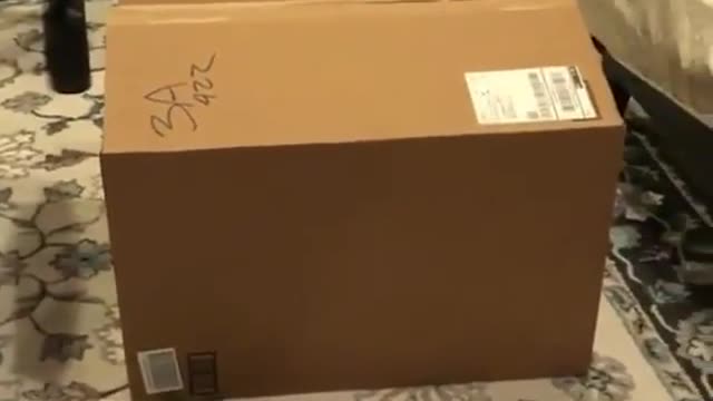 The dog in the box.