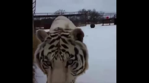 Cute and funny pets video 17
