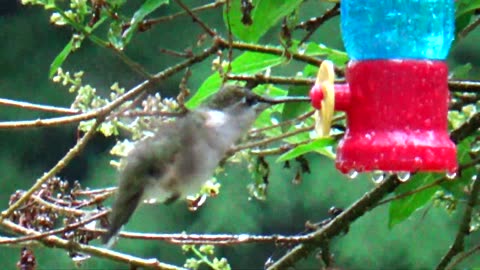 Hummingbird
