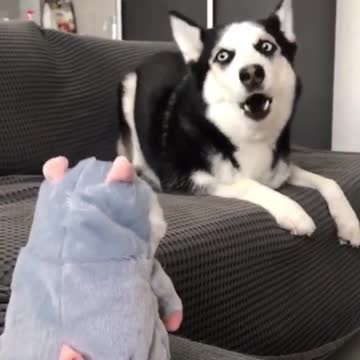 HUSKY AND HIS NEW TALKING TOY