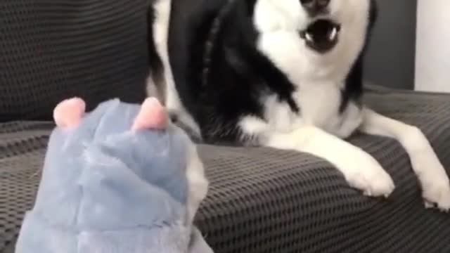 HUSKY AND HIS NEW TALKING TOY