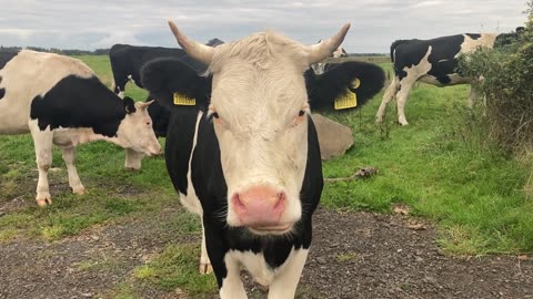 Close up of cow face