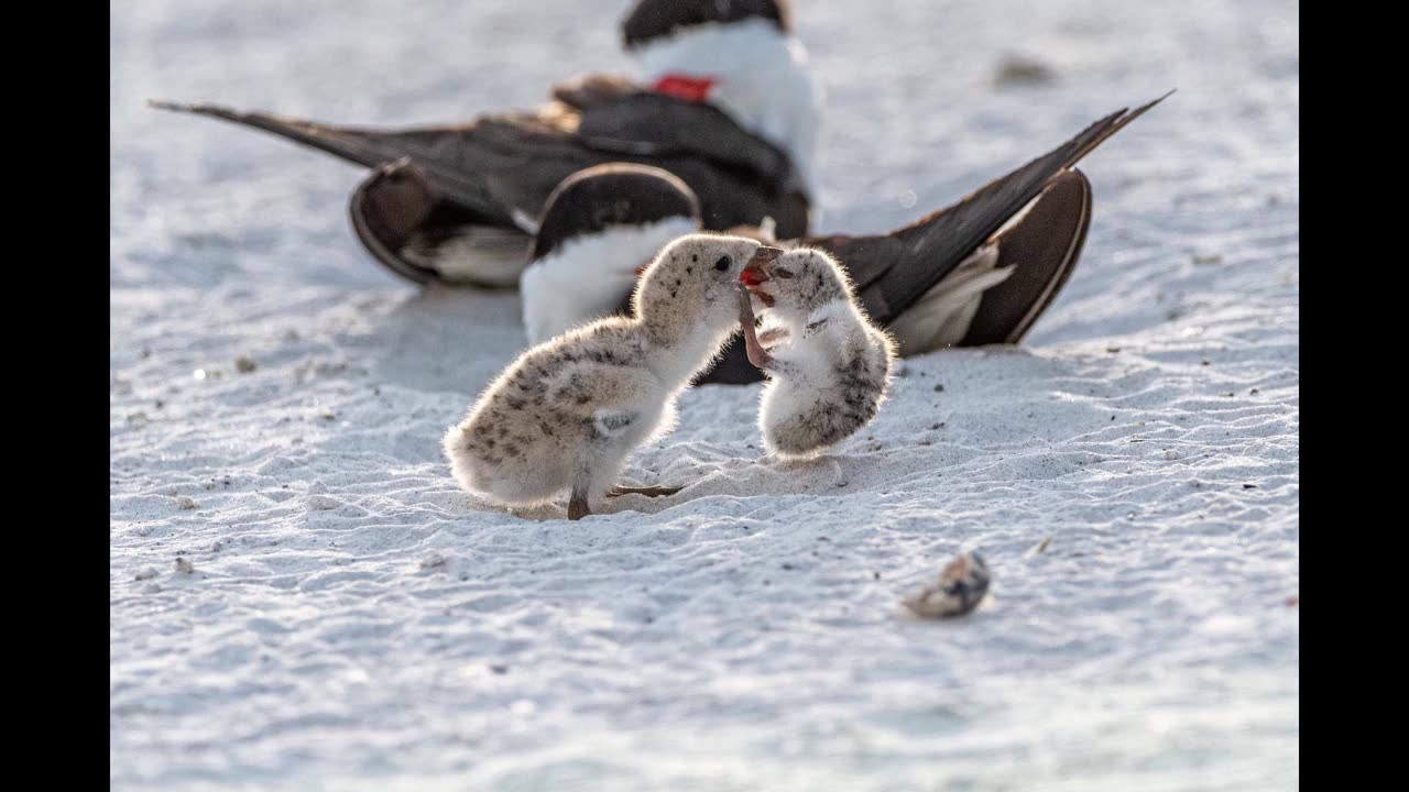 Chick Attacks Sibling