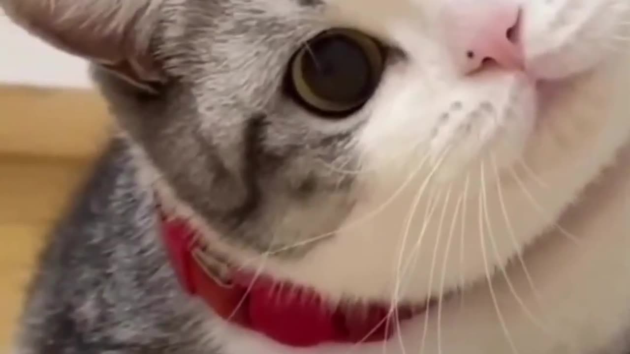 Funny animal videos - Funny cats / dogs - Funny animals