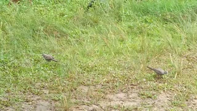 Perkutut Bird are playing in the front of yard.