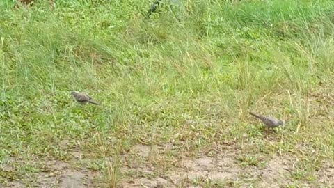 Perkutut Bird are playing in the front of yard.