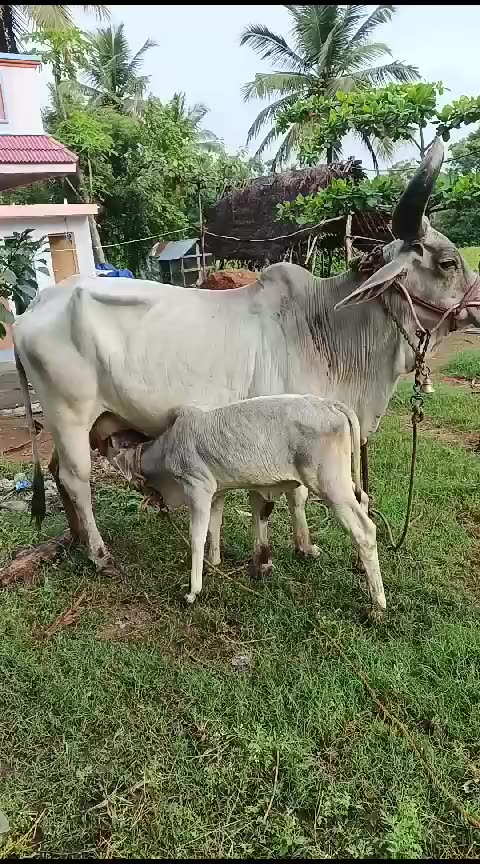 Indian country cow 🐄