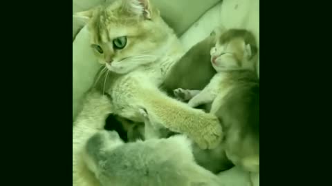 Funny Animal Videos Baby Cats Cute Pets Videos