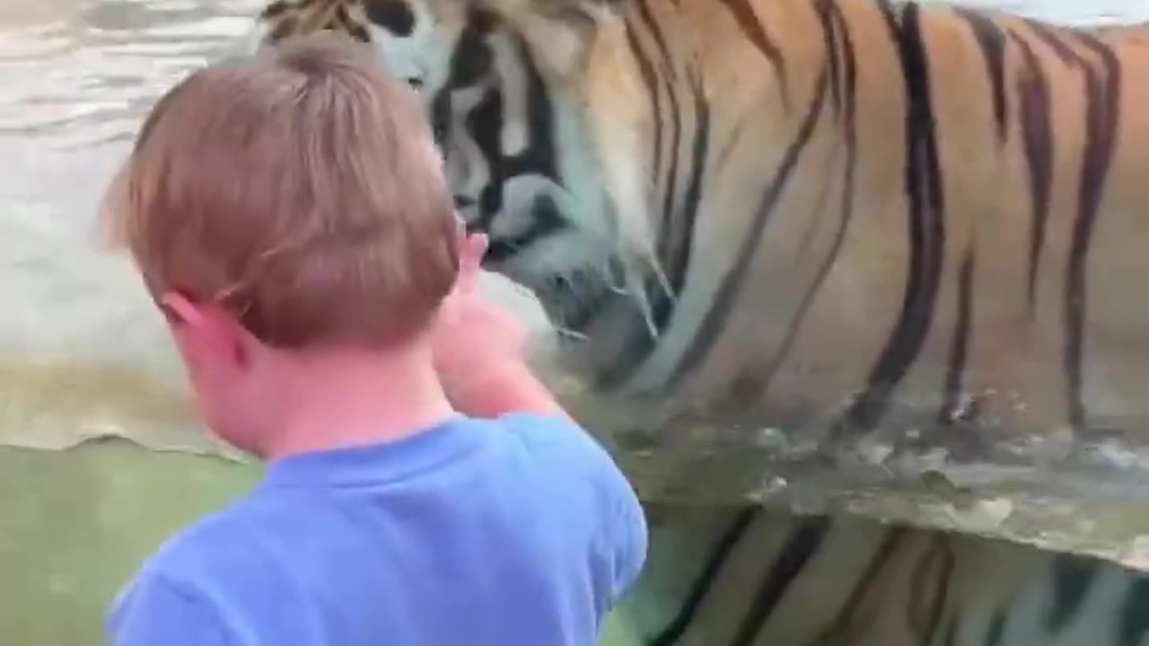 playing with tiger