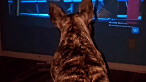 French bulldog watching Ed Sheeran