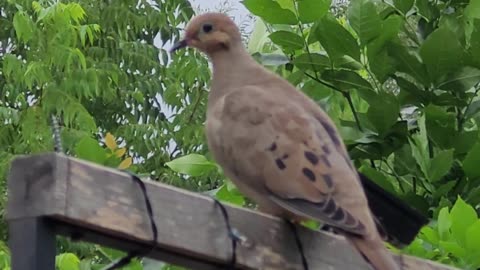 Mourning dove in the park