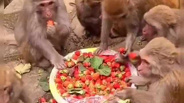 Monkey Eating Strawberry 🍓🍓🍓🍓