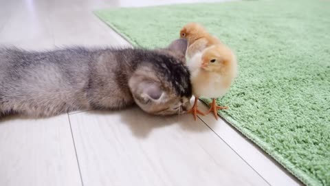 Kitten meeting Tiny Cute Chicks - satisfying goodness