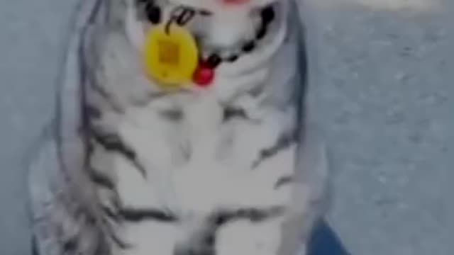 baby cat video is funny comedy video is new treading.