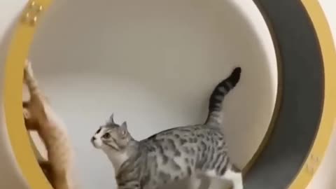 Funny cat videos 😂