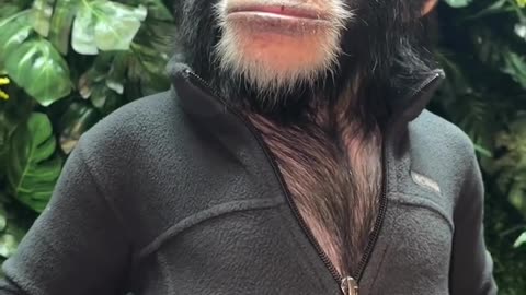 chimpanzee in sweater