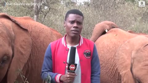 Baby elephant interrupts reporter's piece to camera