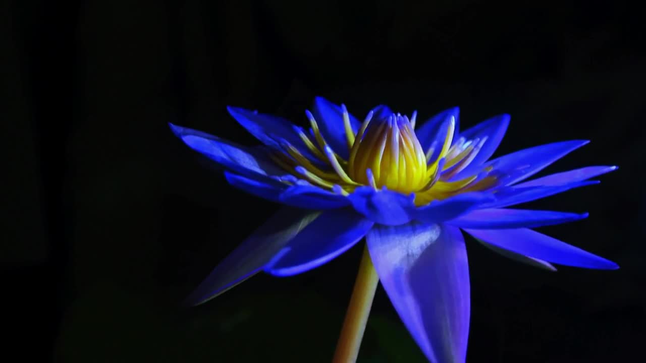 lotus time lapse