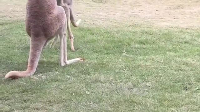 Fighting kangaroos