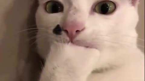 Cute cat video🐱🐱