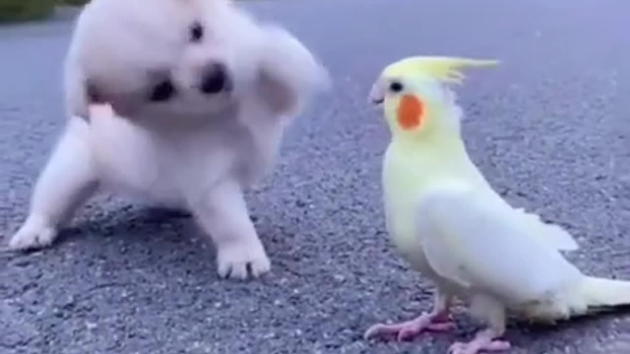 Cute Puppy Playing With Birds #shorts #viral #shortsvideo #video